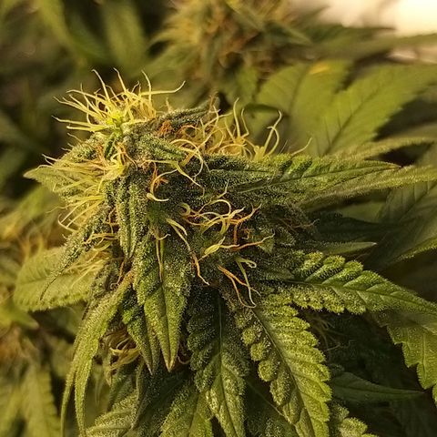 Rainbow Sherbert growlog timeline photo