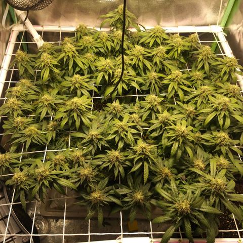 Rainbow Sherbert growlog timeline photo
