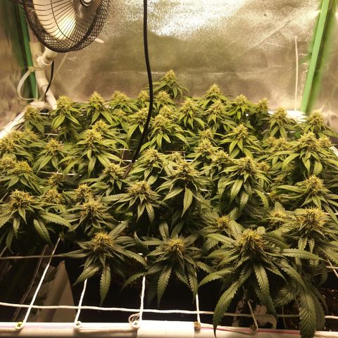 Rainbow Sherbert growlog timeline photo