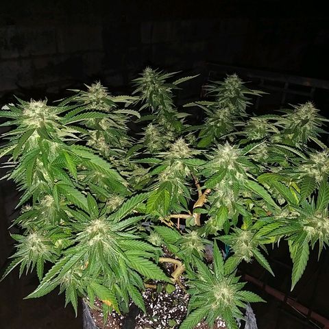 Rainbow Sherbert growlog timeline photo