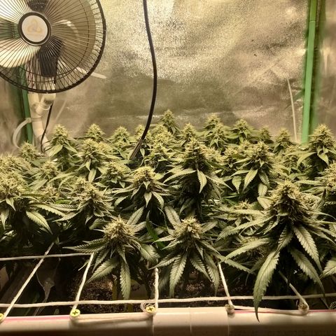 Rainbow Sherbert growlog timeline photo