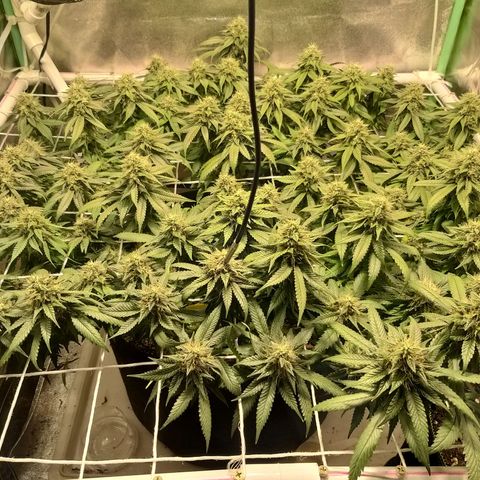 Rainbow Sherbert growlog timeline photo