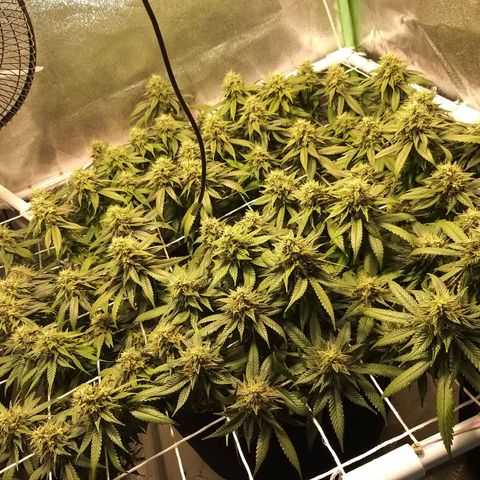 Rainbow Sherbert growlog timeline photo