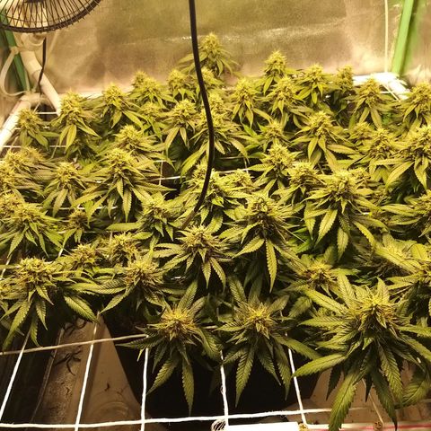 Rainbow Sherbert growlog timeline photo