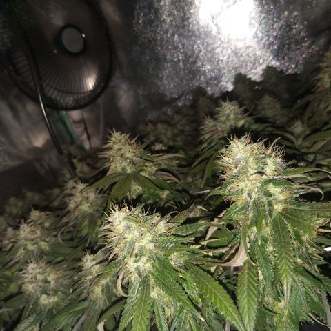 Rainbow Sherbert growlog timeline photo