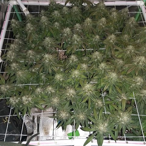 Rainbow Sherbert growlog timeline photo