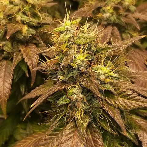 Rainbow Sherbert growlog timeline photo