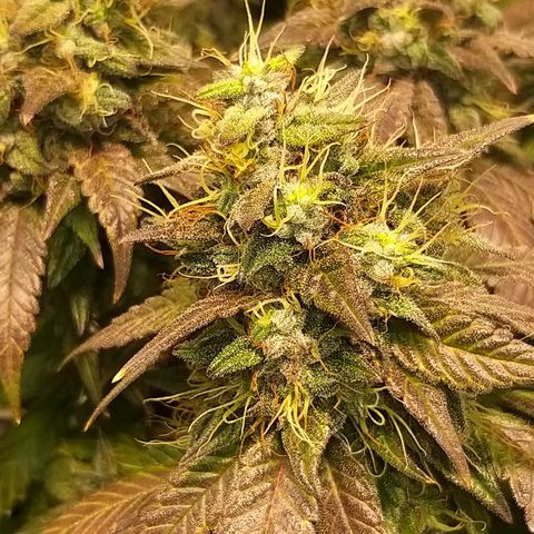 Rainbow Sherbert growlog timeline photo