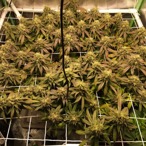 Rainbow Sherbert growlog timeline photo