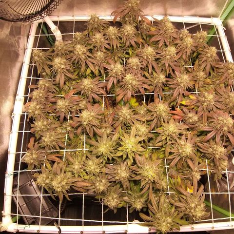 Rainbow Sherbert growlog timeline photo