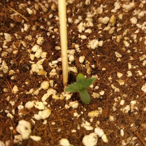 Chocolope growlog timeline photo