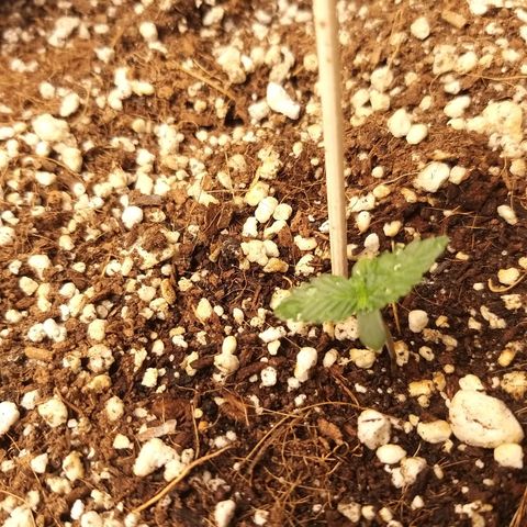 Chocolope growlog timeline photo