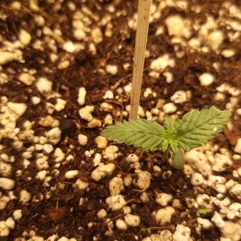 Chocolope growlog timeline photo