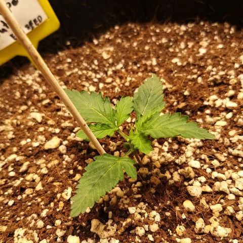 Chocolope growlog timeline photo