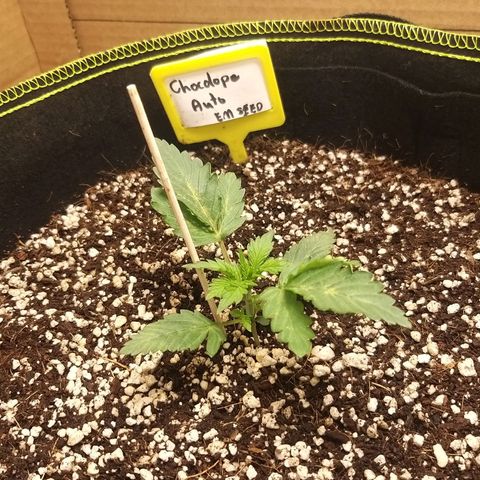 Chocolope growlog timeline photo