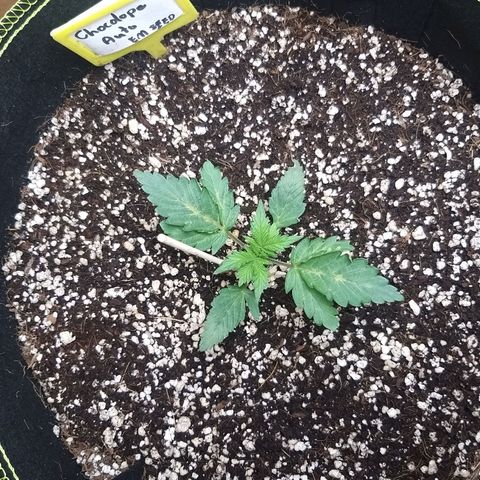 Chocolope growlog timeline photo