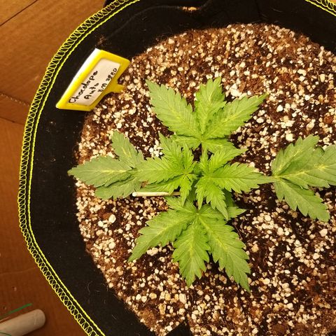 Chocolope growlog timeline photo