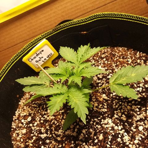 Chocolope growlog timeline photo
