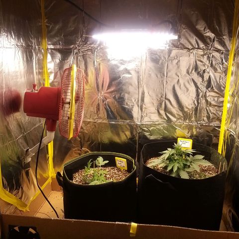Chocolope growlog timeline photo