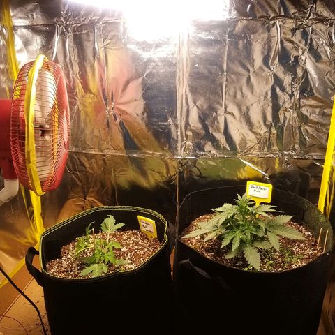 Chocolope growlog timeline photo