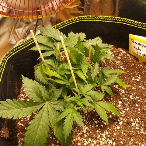 Chocolope growlog timeline photo