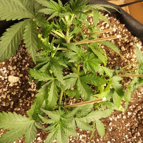 Chocolope growlog timeline photo
