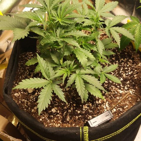Chocolope growlog timeline photo