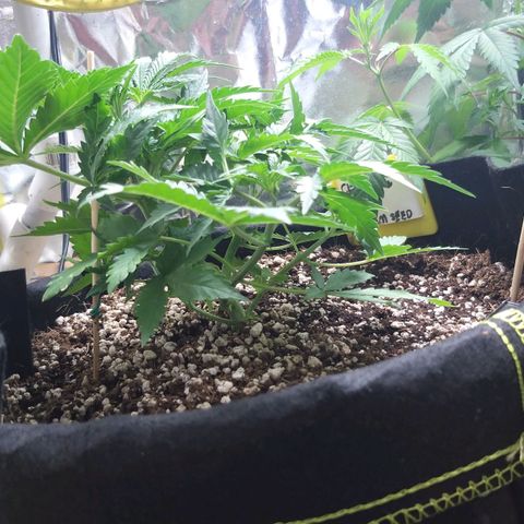 Chocolope growlog timeline photo