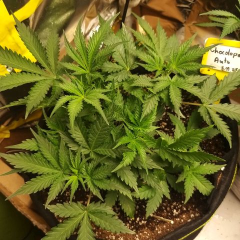 Chocolope growlog timeline photo