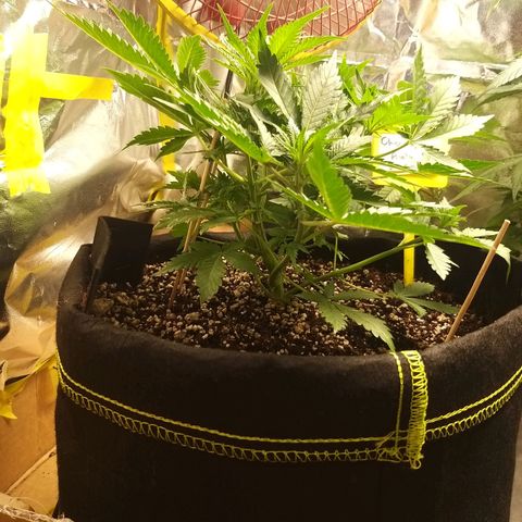 Chocolope growlog timeline photo