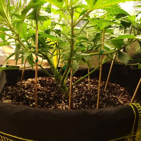 Chocolope growlog timeline photo