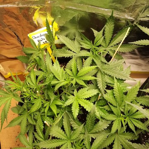 Chocolope growlog timeline photo