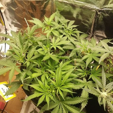 Chocolope growlog timeline photo