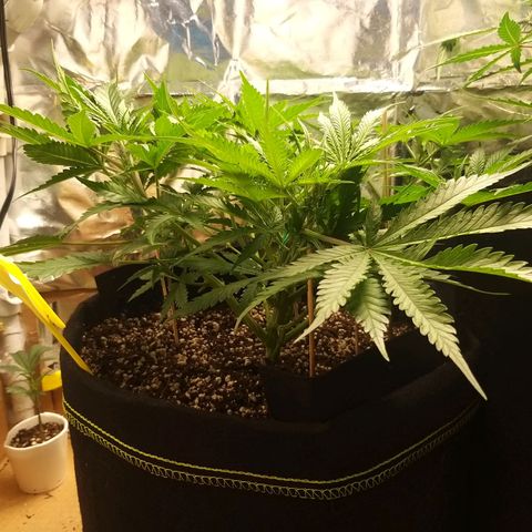 Chocolope growlog timeline photo