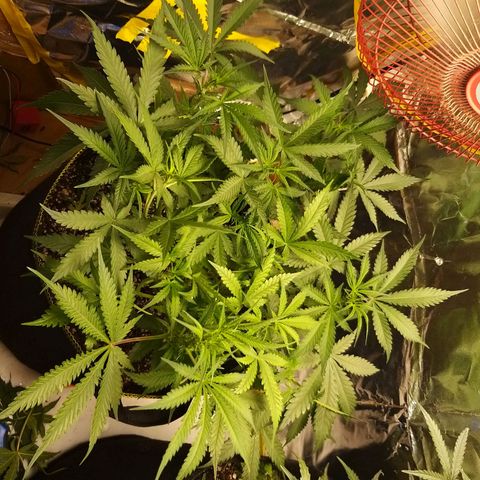Chocolope growlog timeline photo