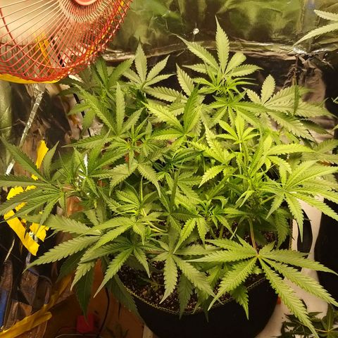 Chocolope growlog timeline photo