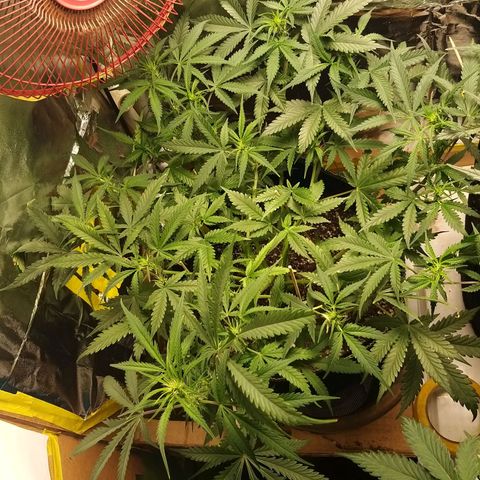 Chocolope growlog timeline photo