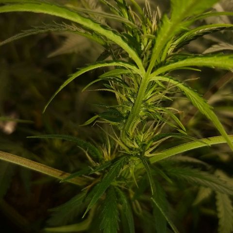 Chocolope growlog timeline photo