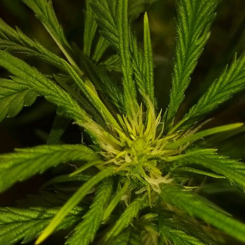 Chocolope growlog timeline photo