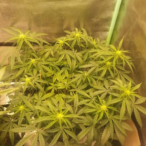 Chocolope growlog timeline photo