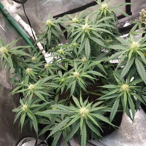 Chocolope growlog timeline photo
