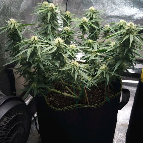 Chocolope growlog timeline photo