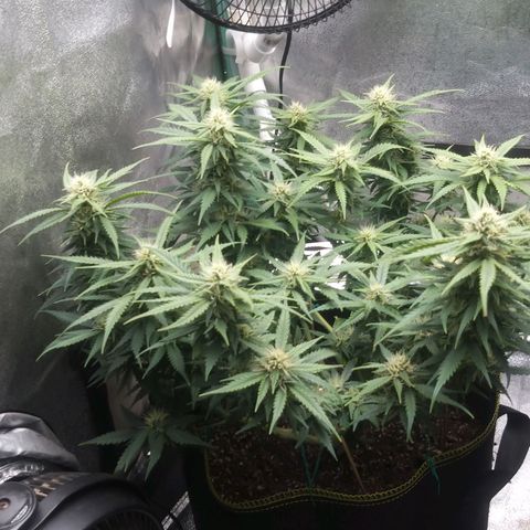 Chocolope growlog timeline photo