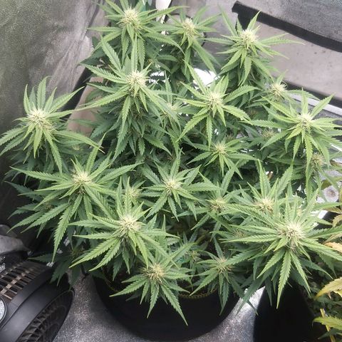 Chocolope growlog timeline photo