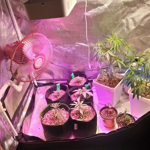 The Guice growlog timeline photo