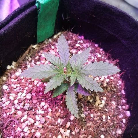 The Guice growlog timeline photo