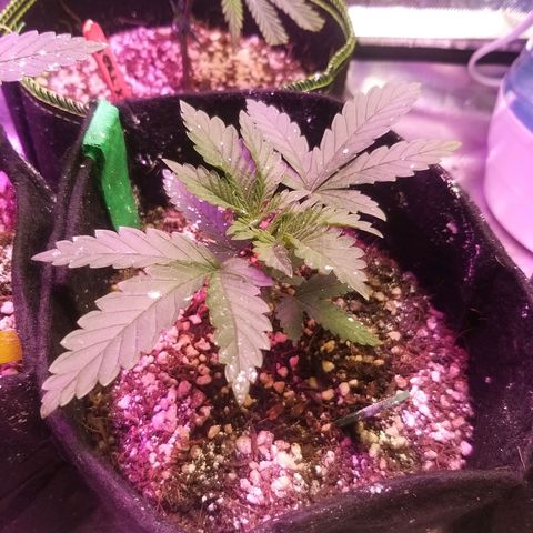 The Guice growlog timeline photo