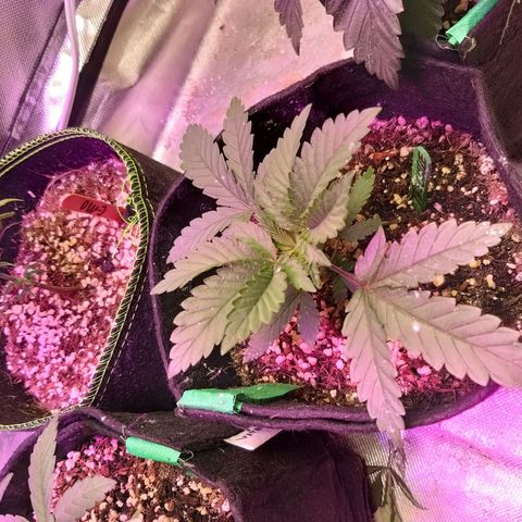 The Guice growlog timeline photo