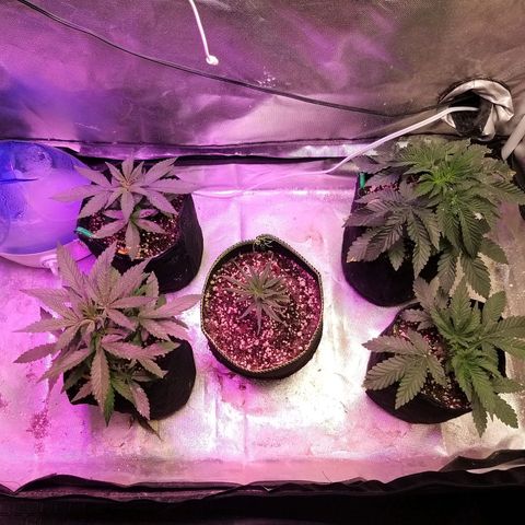 The Guice growlog timeline photo