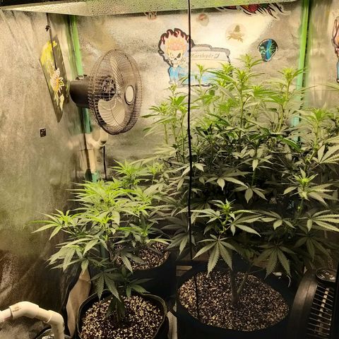 Chocolope growlog timeline photo